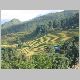 41. Sapa - More Rice Paddies.jpg